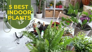 Best Indoor Plants for Beginners #indoorplants #youtubevideos #motivationlab 🪴🌱🌸👩‍🌾🏡