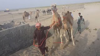 Loading Camel in Al Ain