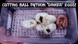 Cutting My Ball Python 'Dinker' Eggs!