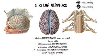 INTRODUCCIÓN AL SISTEMA NERVIOSO! Organización funcional, MENINGES, generalidades y partes.