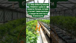 Прежде, чем купить масло CBD, сделайте это...  #cbdoils #кбд