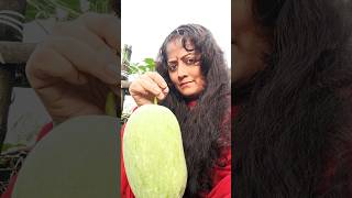 আমার গাছের চাল কুমড়ো | #shorts #vloggersilpi