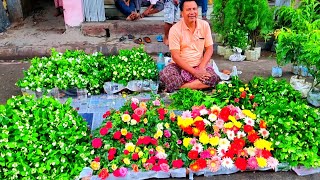 Retell & Wholesale Galiff Street Flower Plants Market In Kolkata | Bagbazar Sokher Haat