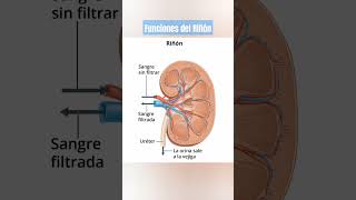 FUNCIONES DEL RIÑÓN