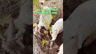 ADORABLE BABY GOAT Rests on Mom's Back - CUTEST Moment! ♥️#shortsfeed #animals #goats