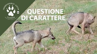 Questione di carattere