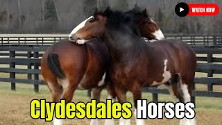 Adorable Clydesdales Horse Breeding Horse Breed #secretanimals @secret_animals