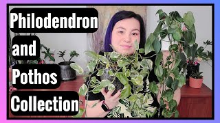 My Philodendron & Pothos Collection