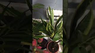 Watering Our Indoor Plants in UAE