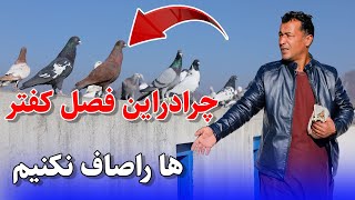 چرا در این فصل کفتر ها را صاف نکنیم /0131Afghan Shawqi