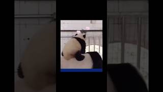 #熊猫 #panda 宝宝巴士超高，宝宝脑袋碰个包 🤣🤣