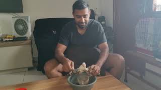 how to feed baby birds with spoon 🥄