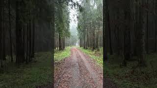 Утренний туман в лесу #shorts #vlog #осень #autumn