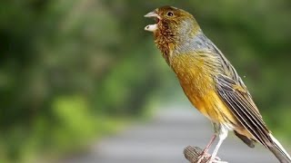 The best canary training, other canaries quickly imitate the song