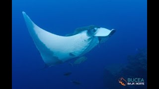 Archipiélago de Revillagigedo (Socorro Islands)