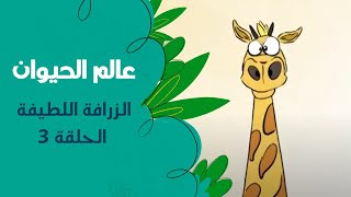 عالم الحيوان - الزرافة اللطيفة | الحلقة الثالثة