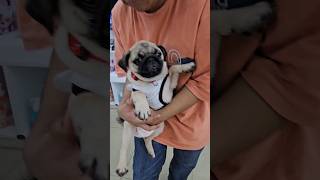 Gumala si Chloe #danganddidi #pug #chloe #chloebianchi #furbaby #gala #dog