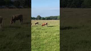 PEACEFUL PASTURES ON THE BALTIC SEA #shorts