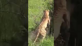 Watch the scene where two leopard sisters fight for territory