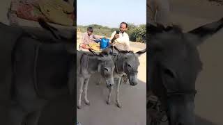 رجل يصنع مقاطع فيديو على عربة حمار في صحراء ثارباركار في باكستان  #funny #nature #camel