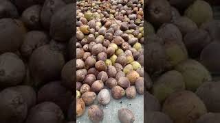 Persiapan buat kopra #shorts #short #kopra #kelapa #coconut #farmer #petani #indonesia #love #wow