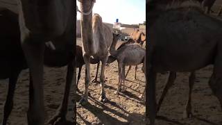 Female camels with baby's #camel #animals #youtubeshorts #amazing #viralvideo