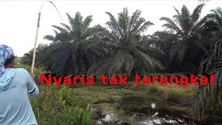 ⛔ EDAN KIRAIN GAK ADA BABON NYA• Nyaris tak terangkat• Mancing gabus di kanal habis di cuci