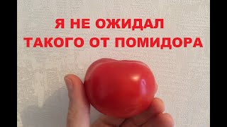 Такого от помидора явно не ждал! / This is clearly not expected from a tomato!