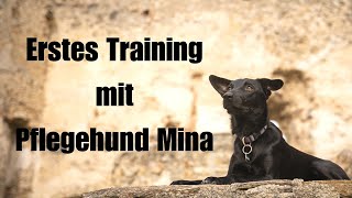 Erstes Training mit Tierschutzhund - Pflegehund Mina bekommt eine Grundausbildung