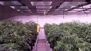 Lighting Elevators and Rolling Benches in an indoor grow facility