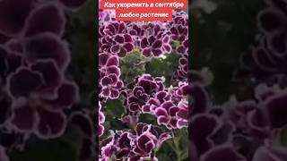 Это лучший способ укоренения осенью -95% результат #квіти #plants #plants #какукоренить #размножение