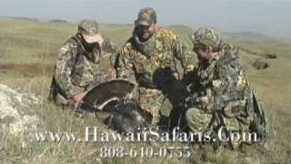 Shoot Straight with Chad Schearer - MD Johnson Hawaii Turkey Hunting