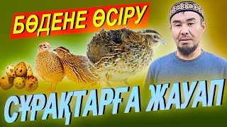 БӨДЕНЕ ӨСІРУ ///  СҰРАҚТАРҒА ЖАУАП