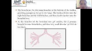 Respiratory System | IIMT College of Pharmacy, Greater Noida