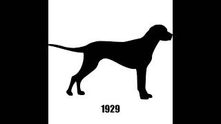 Evolution of dogs