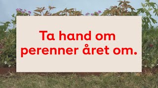 Ta hand om perenner året om