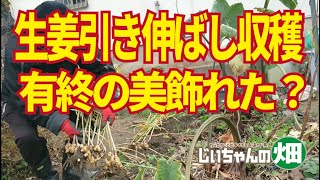 生姜最終収獲。少しでも大きくしたいので年末まで収穫を引き延ばした生姜は大きくなったのか・・微妙。12/19