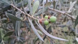 zeytin de verim ve hasat kontrolü