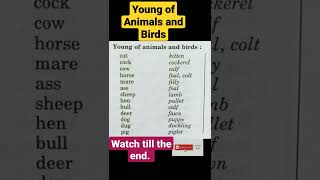 Young of Animals and Birds #shorts #education #viral #viralshorts #shortsvideo #youtubeshorts #new