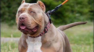 Fêmeas American Bully XL | só fêmea extremada