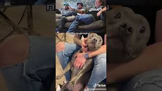 Watch Now-Dog Trainer Reacts Episode 5 #dog #funny #shorts