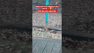 Watch squirrel digging in the leaves 🙂🐿 #shorts #squirrel #funny #youtubeshorts