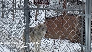 Hear and see the wolf howl at MacKenzie Enviromental Center