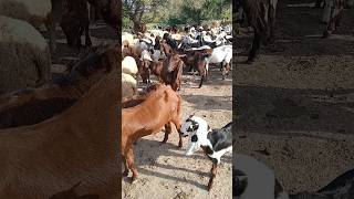 Beautiful goats sitting on the river, over a thousand goats  🐐🐐🐐🐐🌷☺😍