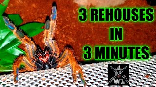 Rehousing 3 Tarantulas In 3 Minutes