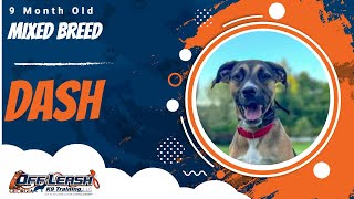 Dash | 9 Month Old Mixed Breed | Off Leash Mixed Breed Training, Georgia