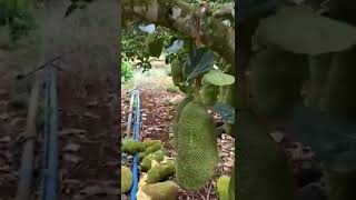 Oddly#oddlysatisfying #shorts jack fruit