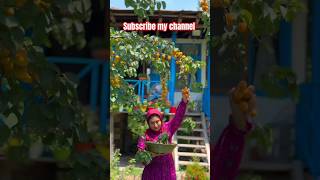 Beautiful girl picking apricot and Peach from Garden #shortsviral #shorts #youtubeshorts #youtube