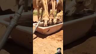 Thirsty camel drink water #camel #animals #shortsfeed #shorts