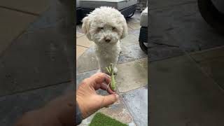 Dog Meets Praying Mantis Is Not Fun